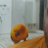 جفت خورشیدی مولد دست آموز