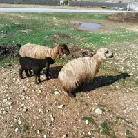 میش با بره|حیوانات مزرعه|دهدشت, |دیوار