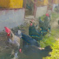 جوجه مرندی اصیل ارسال از گیلان