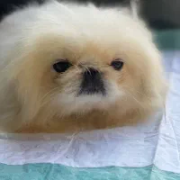 ‌یکینیز امپریال کیفیت عجوبه جوان جفت بیضه ۲۵|سگ|رشت, حمیدیان|دیوار