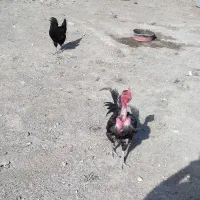 مرغ وخروس جوجه گردن لخت ریش