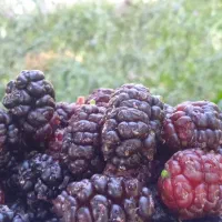 شاه توت درجه یک،کاملا ارگانیک