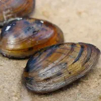 صدف زنده آب شیرین برای آکواریوم پلنت سیف