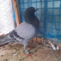 کفتر صید سبز و اوغون جونه نر