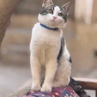 واگذاری گربه نر نه ماهه