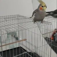 عروس هلندی سینامون|پرنده|شوش, |دیوار