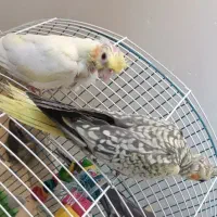 جوجه عروس هلندی 20روزه