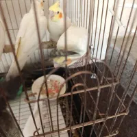 عروس آلبینو