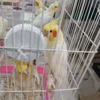 جفت عروس هلندی|پرنده|اهواز, گلستان|دیوار