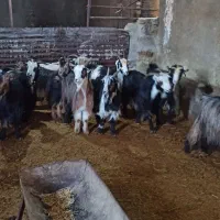 بز و بزغاله|حیوانات مزرعه|بیرانوند, |دیوار