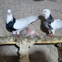 کفتر طوقی