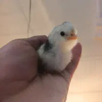 جوجه گلین لری در سه سایز