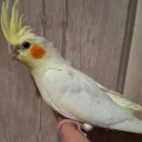 عروس هلندی بالغ لوتینو|پرنده|شهرضا, |دیوار