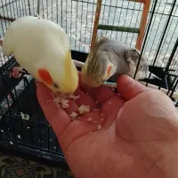 عروس هلندی|پرنده|تهران, آزادشهر|دیوار