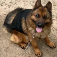 ژرمن شجره دار|سگ|ابهر, |دیوار