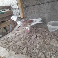 کبوتر گرفتنی