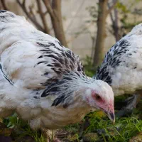 برهما و گلین و اردک مگ مگی|حیوانات مزرعه|بابل, |دیوار