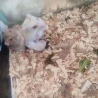 همستر کمپل با بچه های کوچولوش