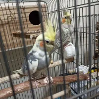 جفت عروس هلندی