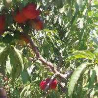 هرس کاری باغات ،انواع درخت‌ها|خدمات باغبانی و درختکاری|تبریز, |دیوار