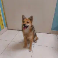 واگذاری فوری