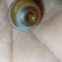 مهره سه پوست کهنه..شهرستان