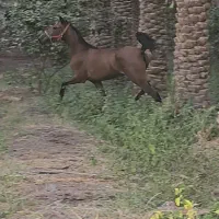 مادیان|اسب و تجهیزات اسب‌سواری|بم, |دیوار