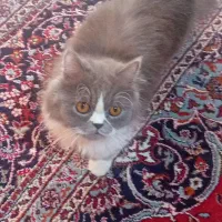 گربه ی پرشین  یک ساله