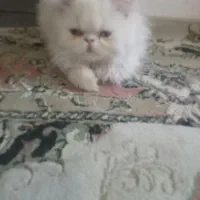 بچه گربه|گربه|ارومیه, |دیوار