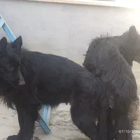 ژرمن بلک شپرد اصیل