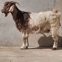 تعدادی بز با یک کره شیری|حیوانات مزرعه|وحدتیه, |دیوار