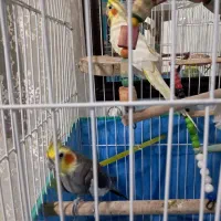 دو عدد عروس هلندی