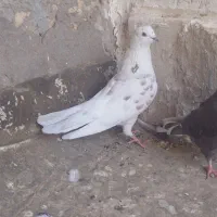 فروش ۵عدد کفتر پرشی درجه یک و عالی|پرنده|اردکان, |دیوار