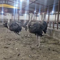 شترمرغ|حیوانات مزرعه|زرندیه, |دیوار