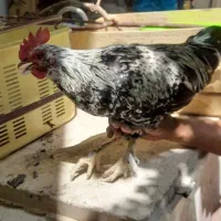 فروش ۵عدد خروس دورگ پاپر و گلین