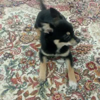 سگ خیلی سایزه ریز|سگ|اهواز, کیانپارس |دیوار