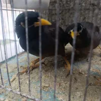 مرغ مینا رام و دستی بازیگوش