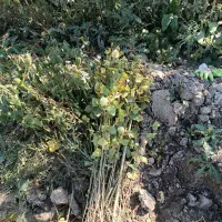 نهال صنوبر نیگرا  ترکیه ای 5000 عدد