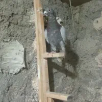 کبوتر صید پرشی