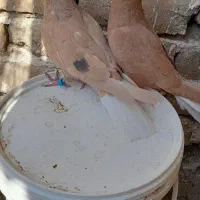 کفتر دم سفید ماده