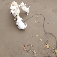 واگذاری توله پاکوتاه