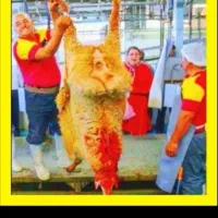 نرینه قلمآبی/زیرنرخ همجا تنظیم بازار×گوسفند.زنده|حیوانات مزرعه|مشهد, عبادی|دیوار