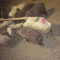 بره نر|حیوانات مزرعه|شیراز, کوشک بیدک|دیوار