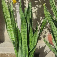 فروش گل های زیبا|گل و گیاه طبیعی|نورآباد ممسنی, |دیوار