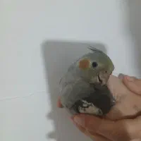 عروس هلندی بازی گوش