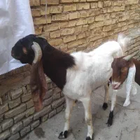 بز افغانی|حیوانات مزرعه|خرمشهر, |دیوار