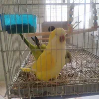 راهب پرنده