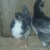 جوجه شاخدار و جوجه مرغ گلین
