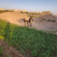 شیرالاغ|حیوانات مزرعه|اصفهان, مارچین|دیوار