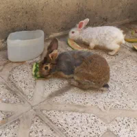 خرگوش
